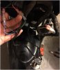 headlamp wiring.jpg