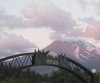 Shasta_Weed.jpg