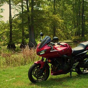Swamp Touring Louisiana