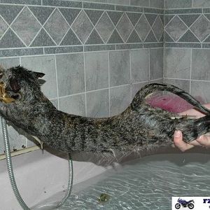Funny cat pictures