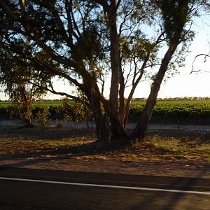 the Coonawarra wine district near sunset!