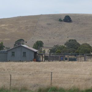 P1080318_as_aussie_as_2_