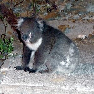 koala