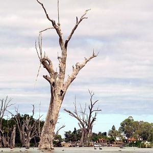 River Muray - Riverland