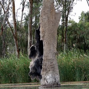 River Muray - Riverland