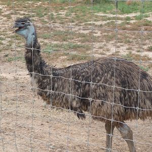 Emu