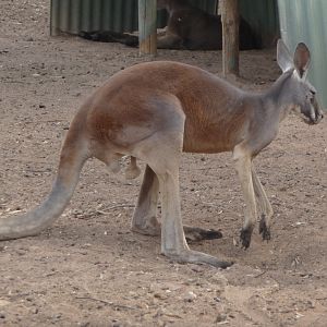 Roo