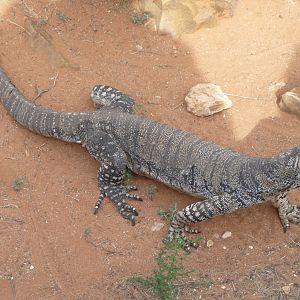 monitor lizard