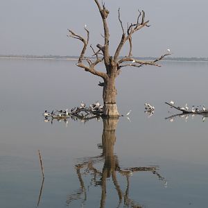 lake bonney -south australia