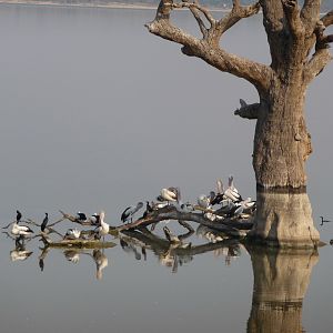 lake bonney -south australia