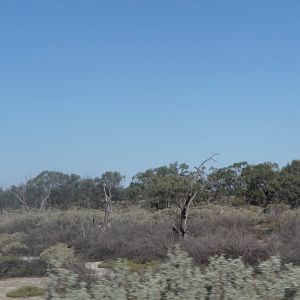 Drought in the Riverland - South Australia