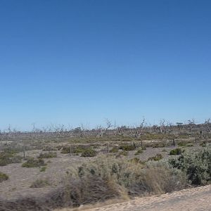 Drought in Riverland - South Australia