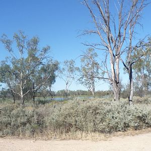 Drought in Riverland - South Australia