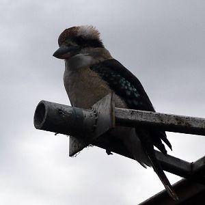 Kookaburra