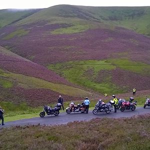 In the heather