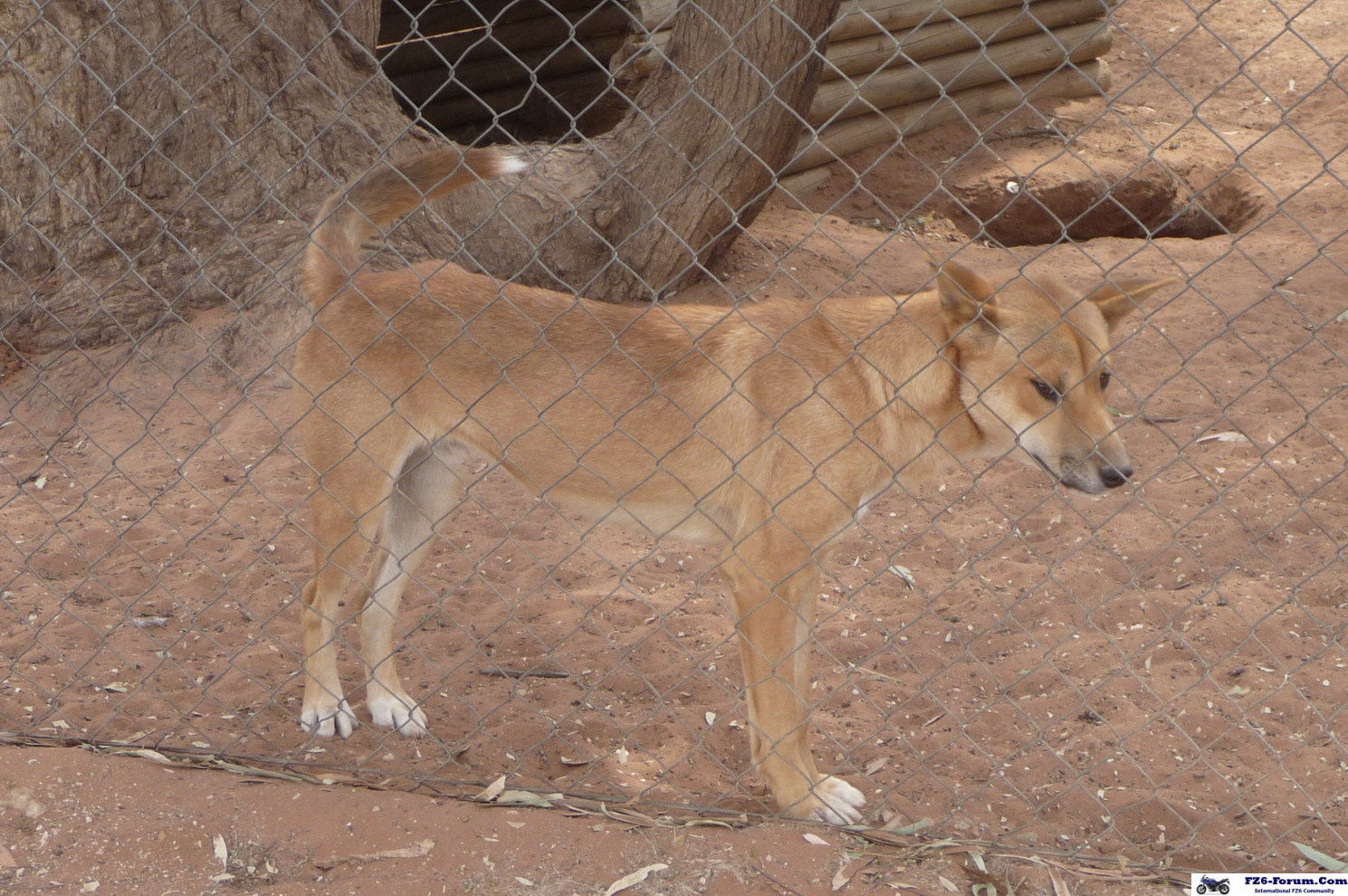 Dingo