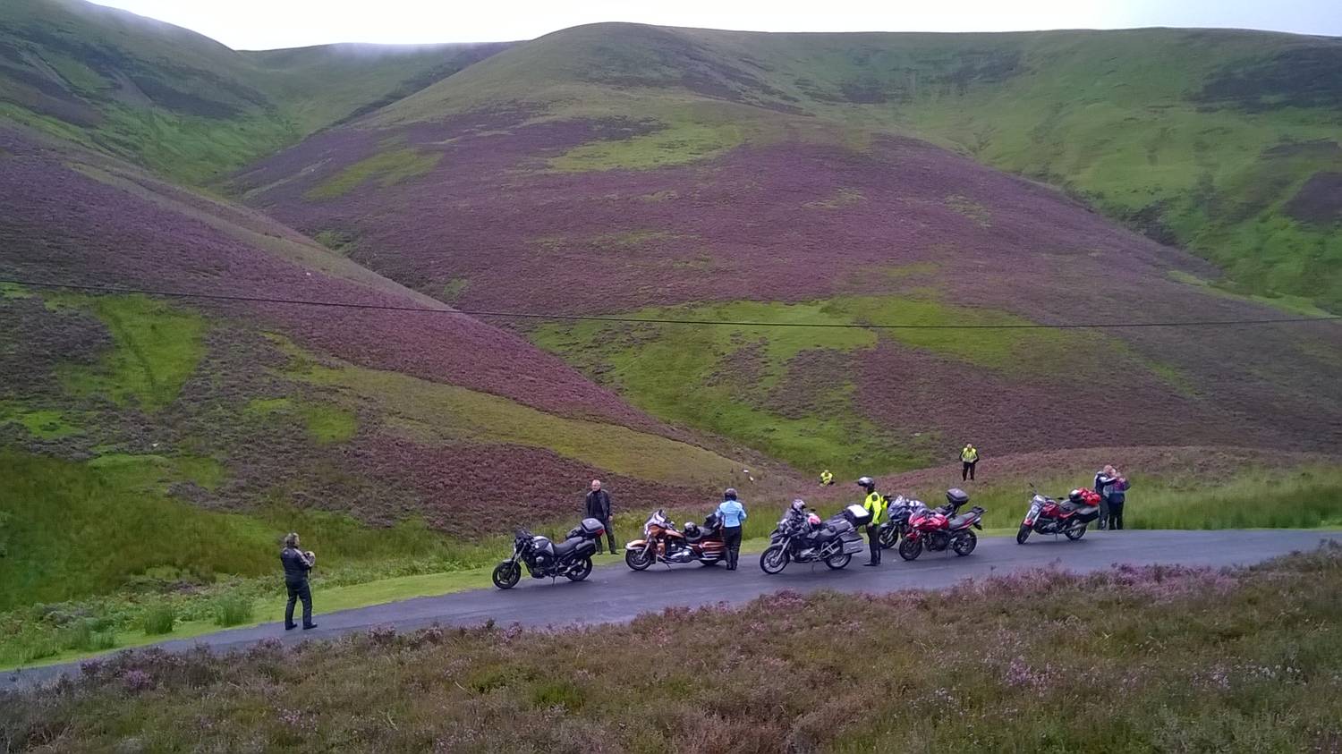 In the heather
