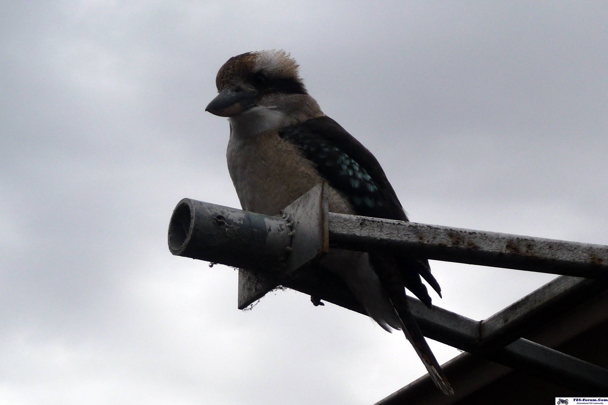 Kookaburra