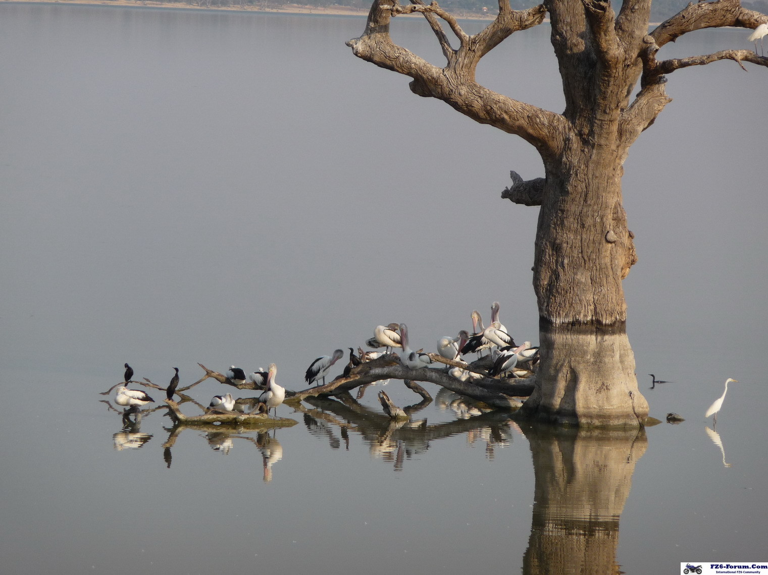 lake bonney -south australia