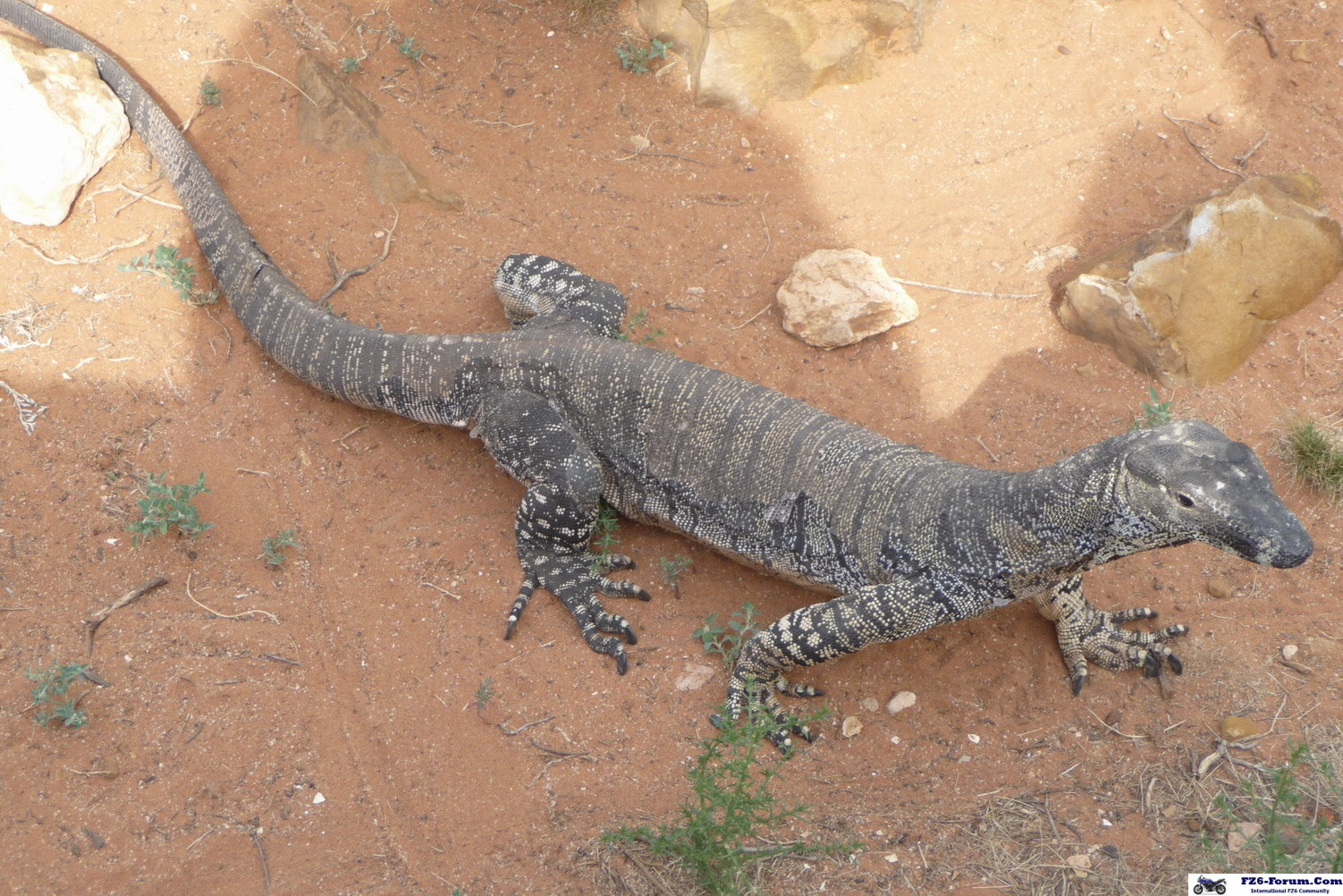 monitor lizard
