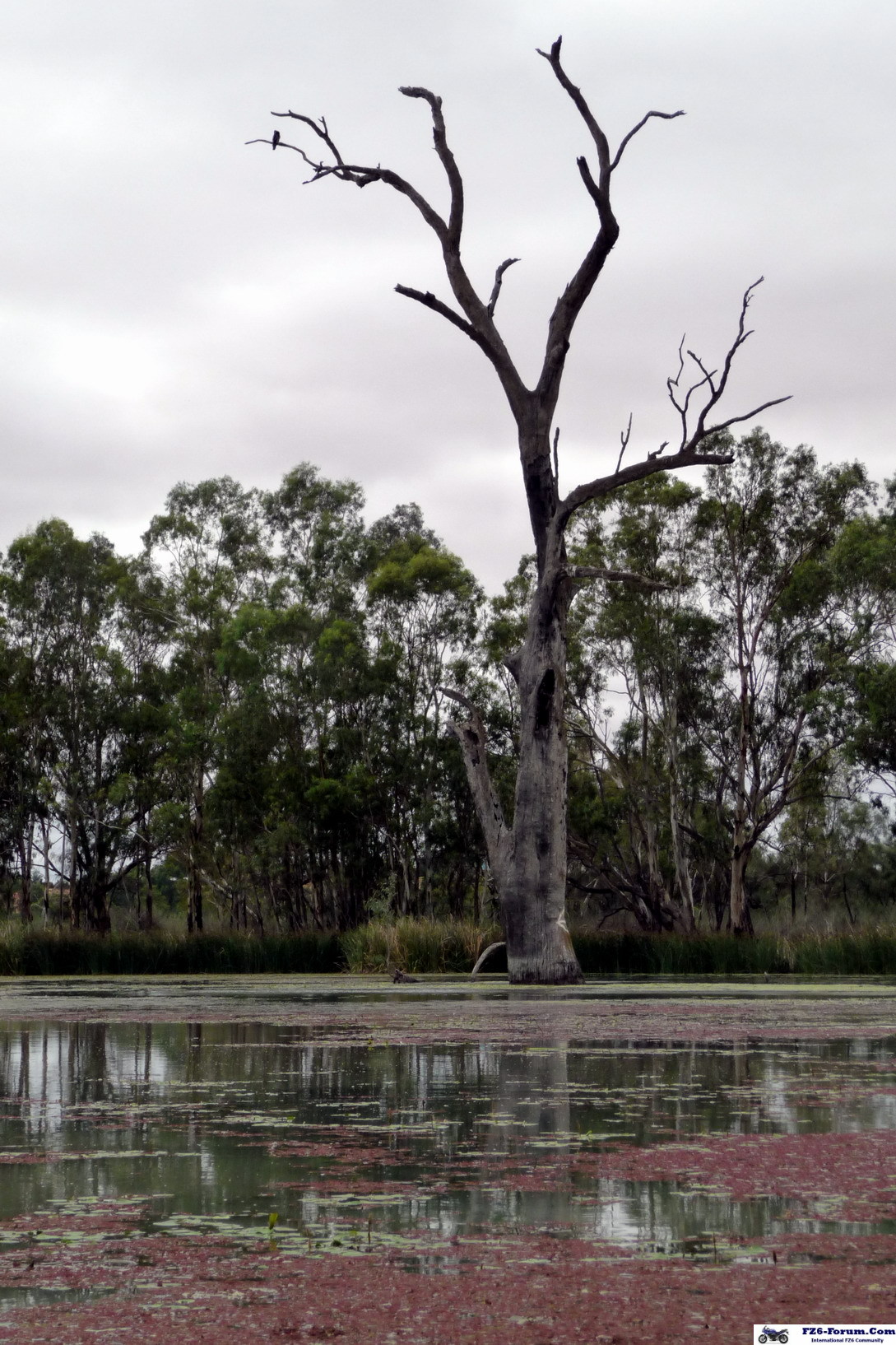 River Muray - Riverland