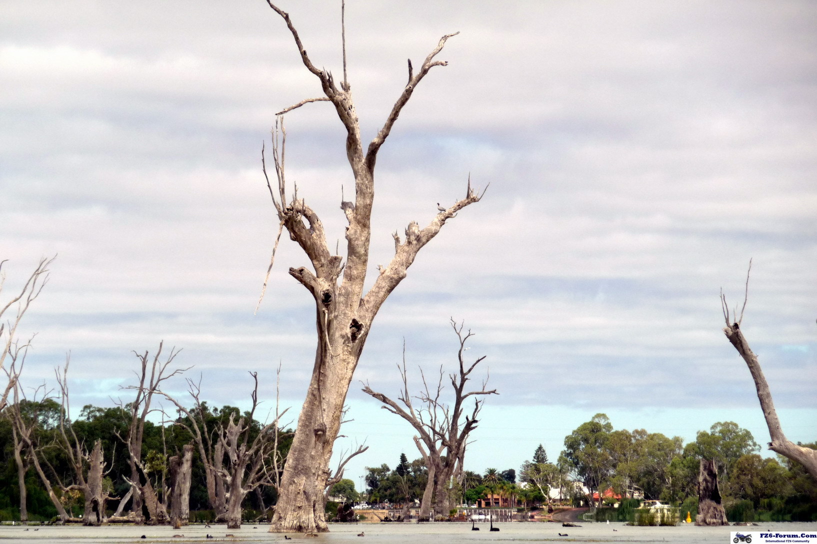 River Muray - Riverland