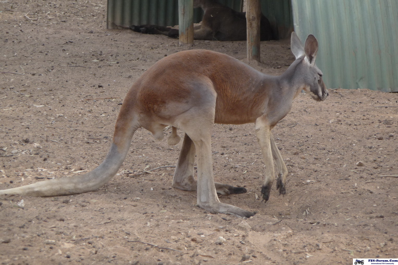 Roo