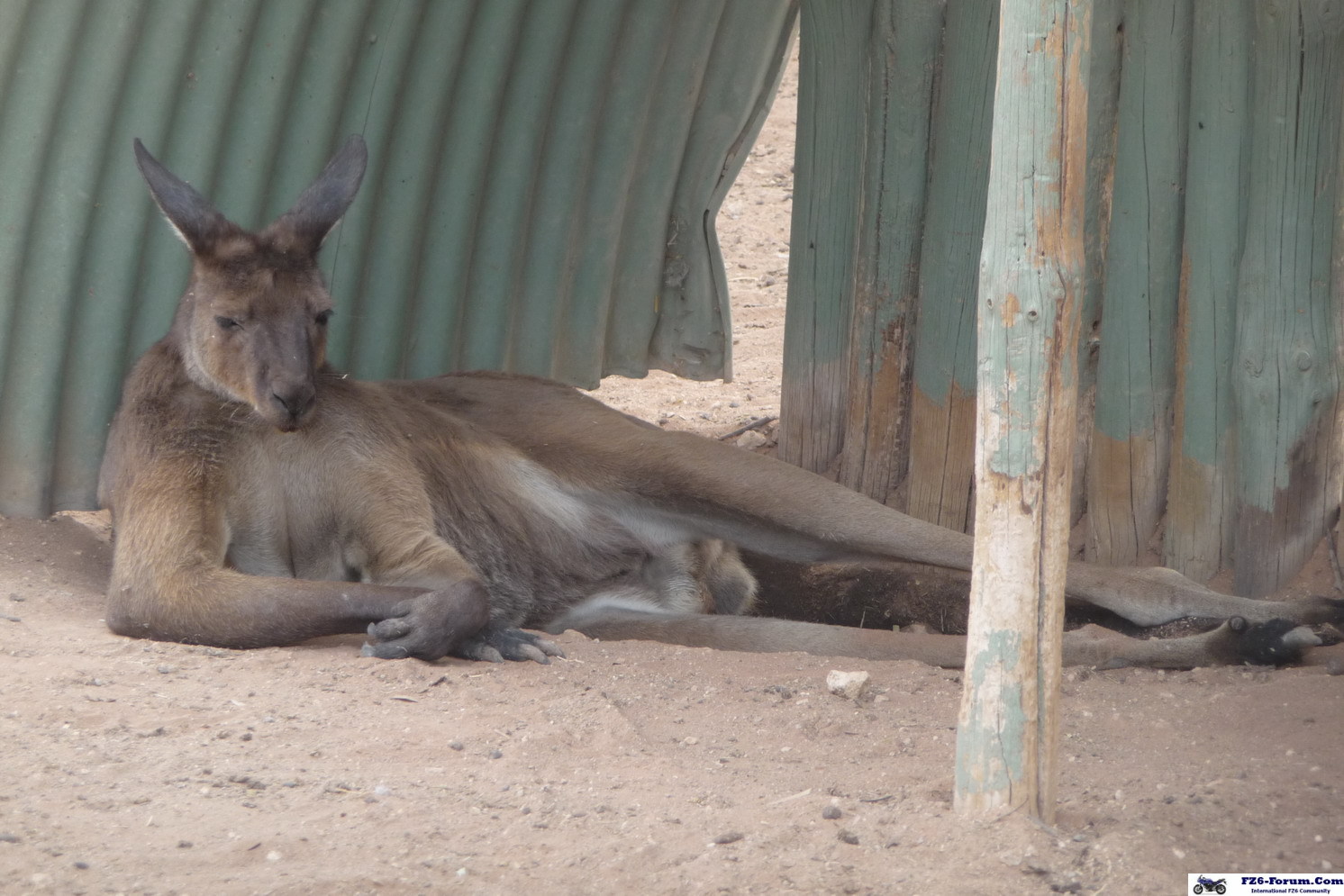 Roo