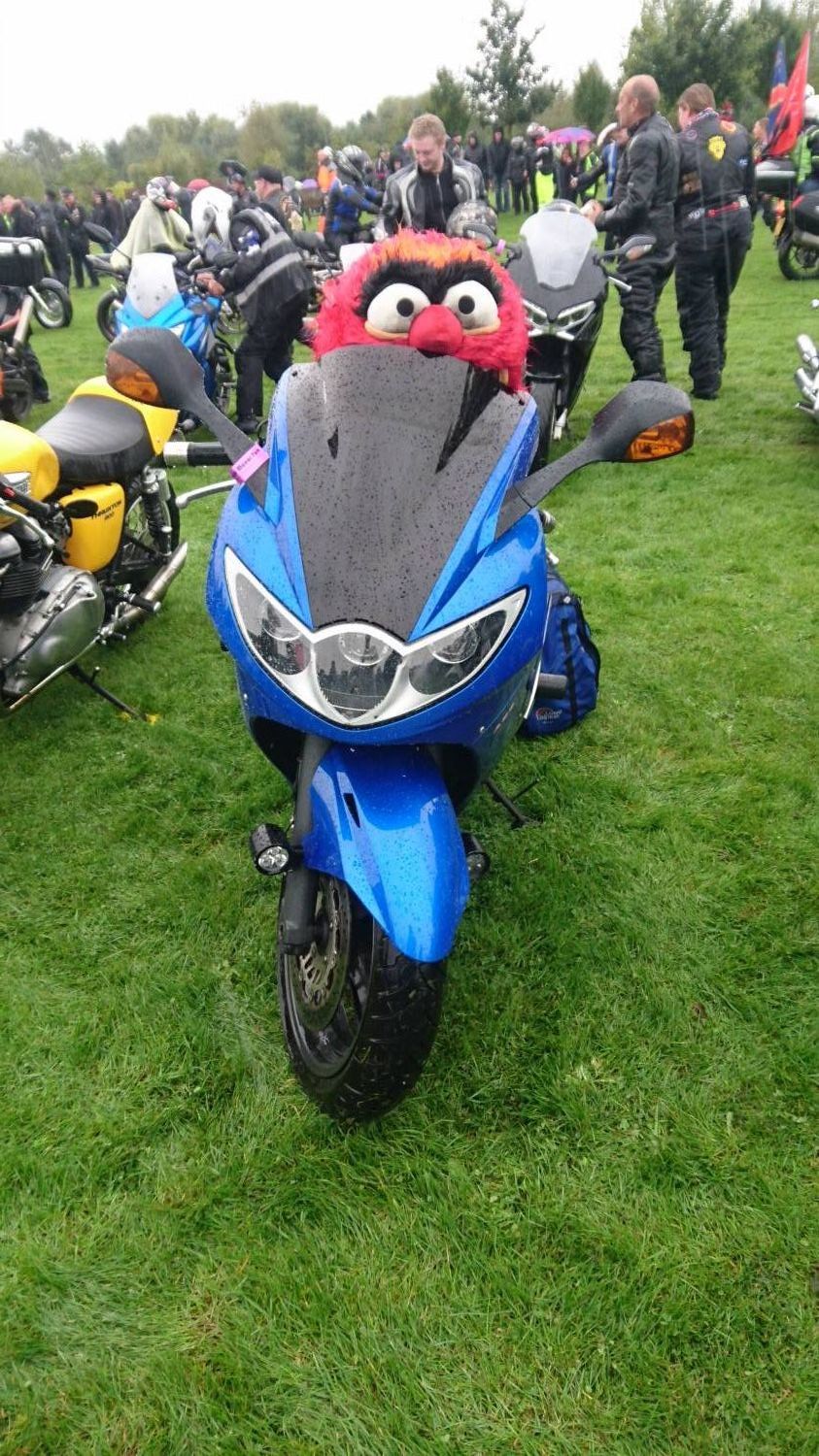 Soggy Muppet | Yamaha FZ6 Forums - FZ6 Motorcycle Enthusiasts Forum