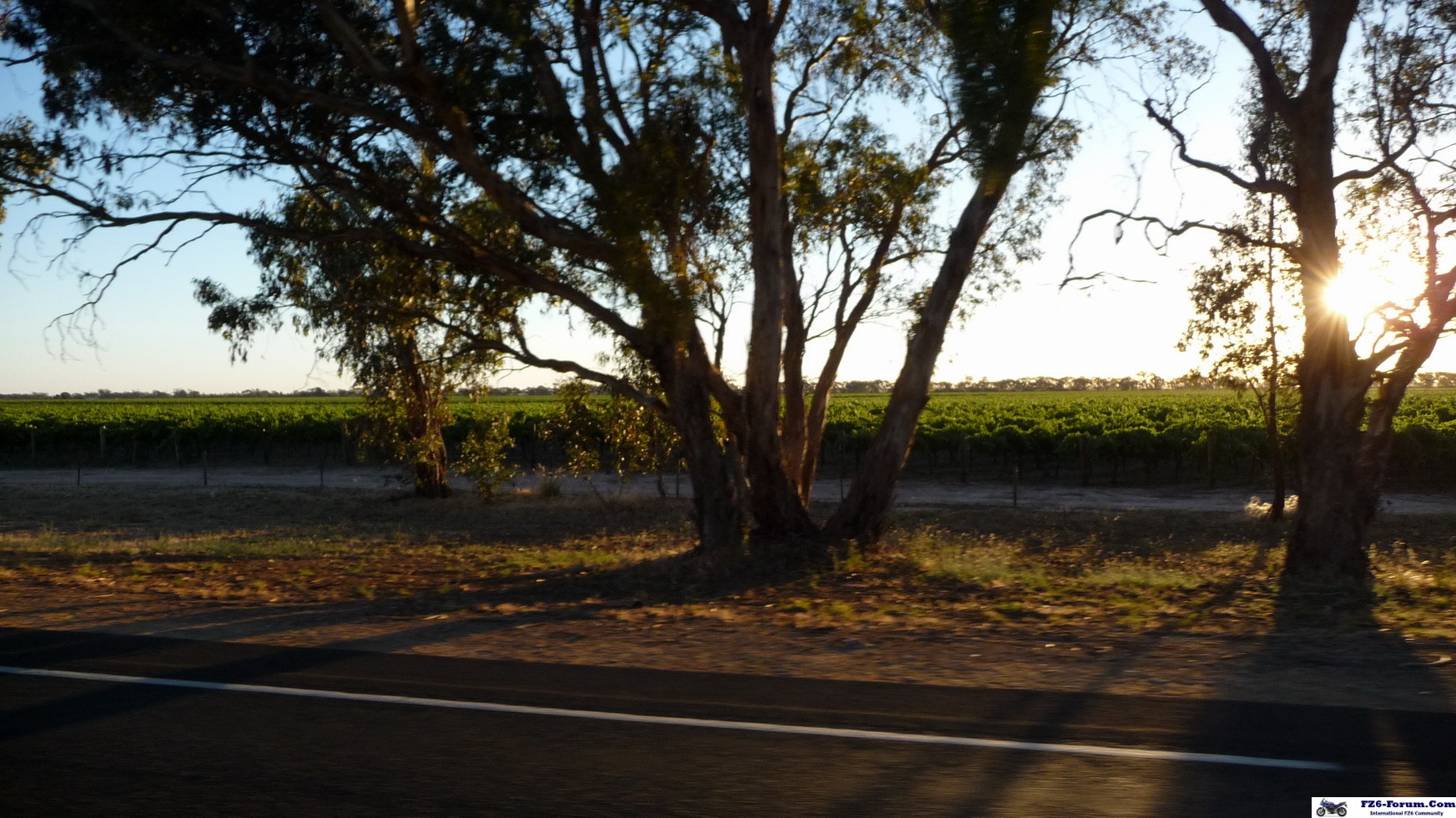 the Coonawarra wine district near sunset!