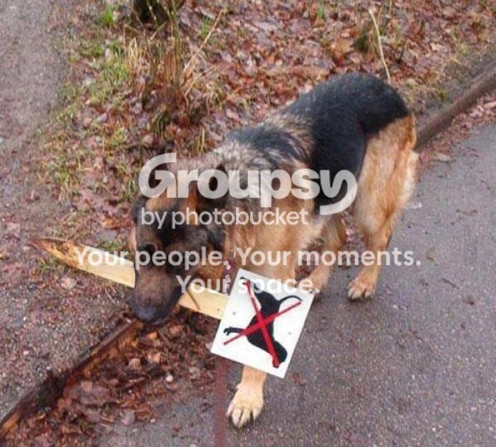 DogHumor_zps6f3493db.jpg