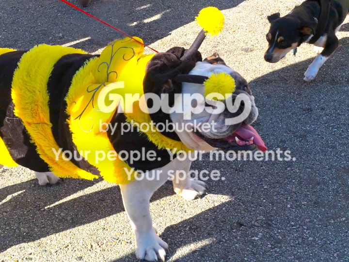 Bumble-Bulldog-LR_web.jpg