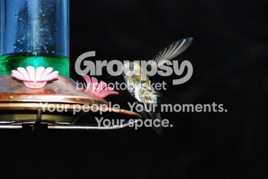 DSC_5888WEB_zps1cbadc8d.jpg