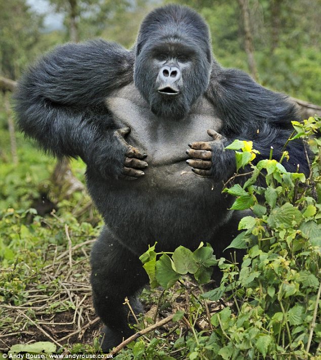 Gorillas+in+a+tryst...or+how+one+chest+thumping+ape+wooed+his+sweetheart+3.jpg