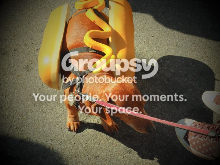 Hot-Dog-LR_web.jpg