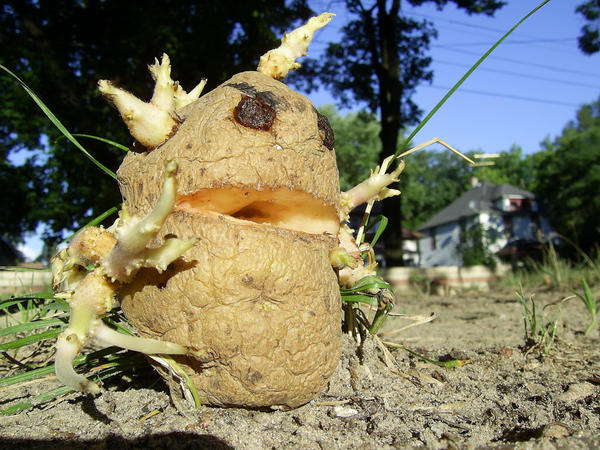 Potato_Monster_3_by_Brokenopenseed.jpg