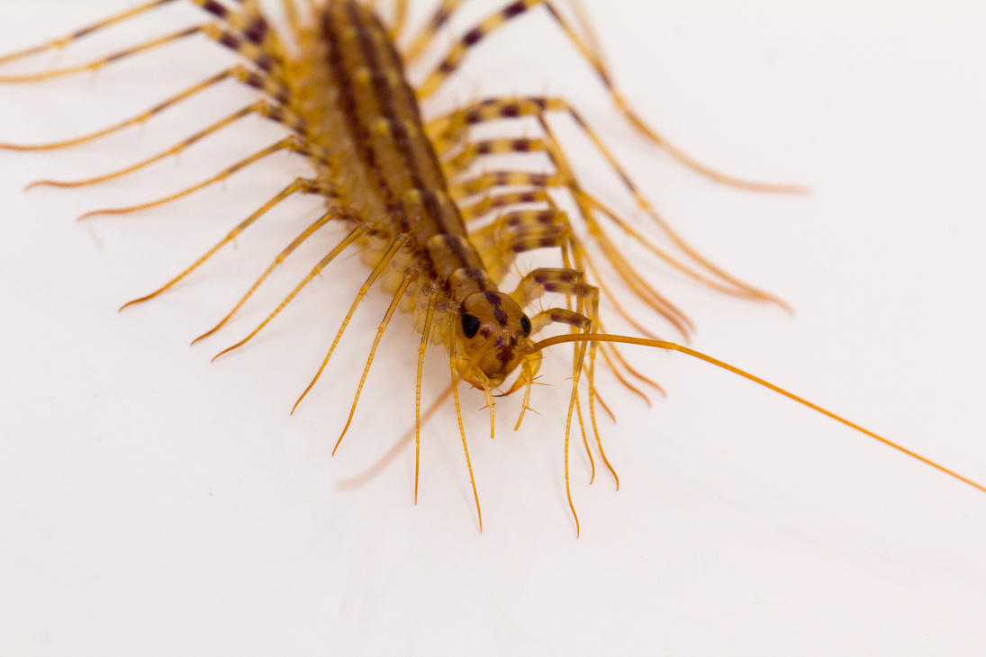 house_centipede_by_bryanwny-d641nzl.jpg
