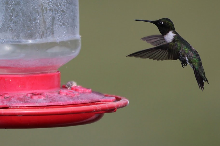 hummer1.jpg
