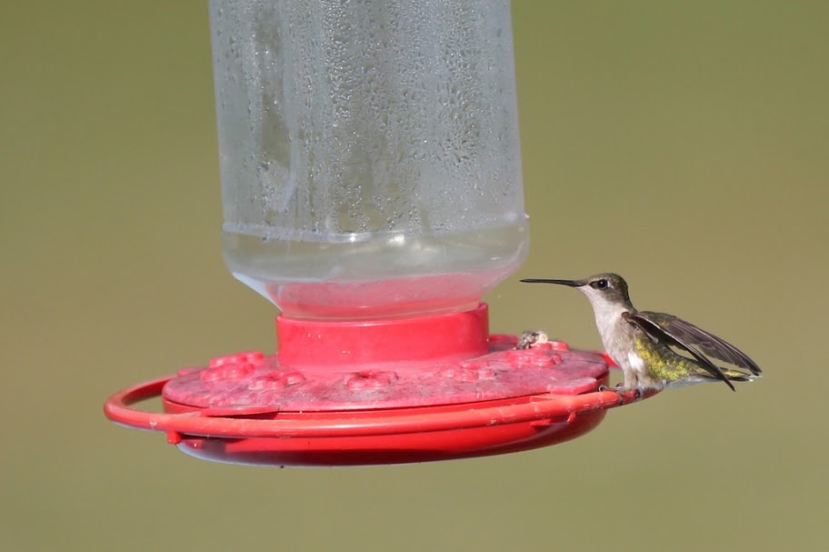 hummer2.jpg