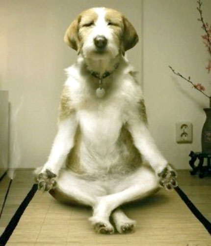 Yoga_Doggie_Style.jpg