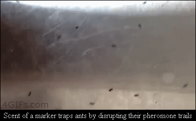 Trapping-ants.gif